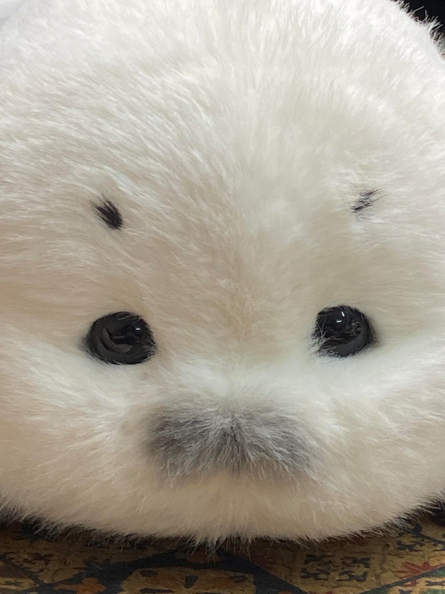 seals🦭