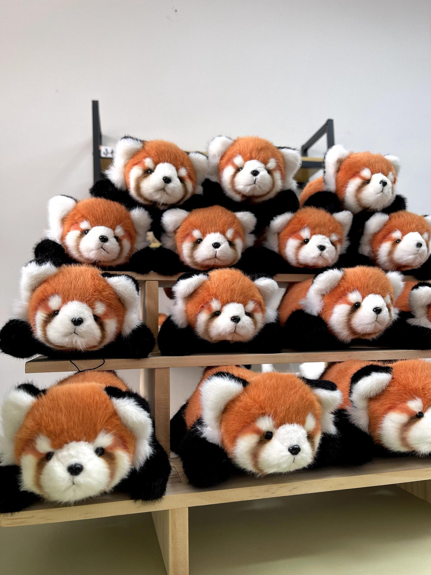 Red panda