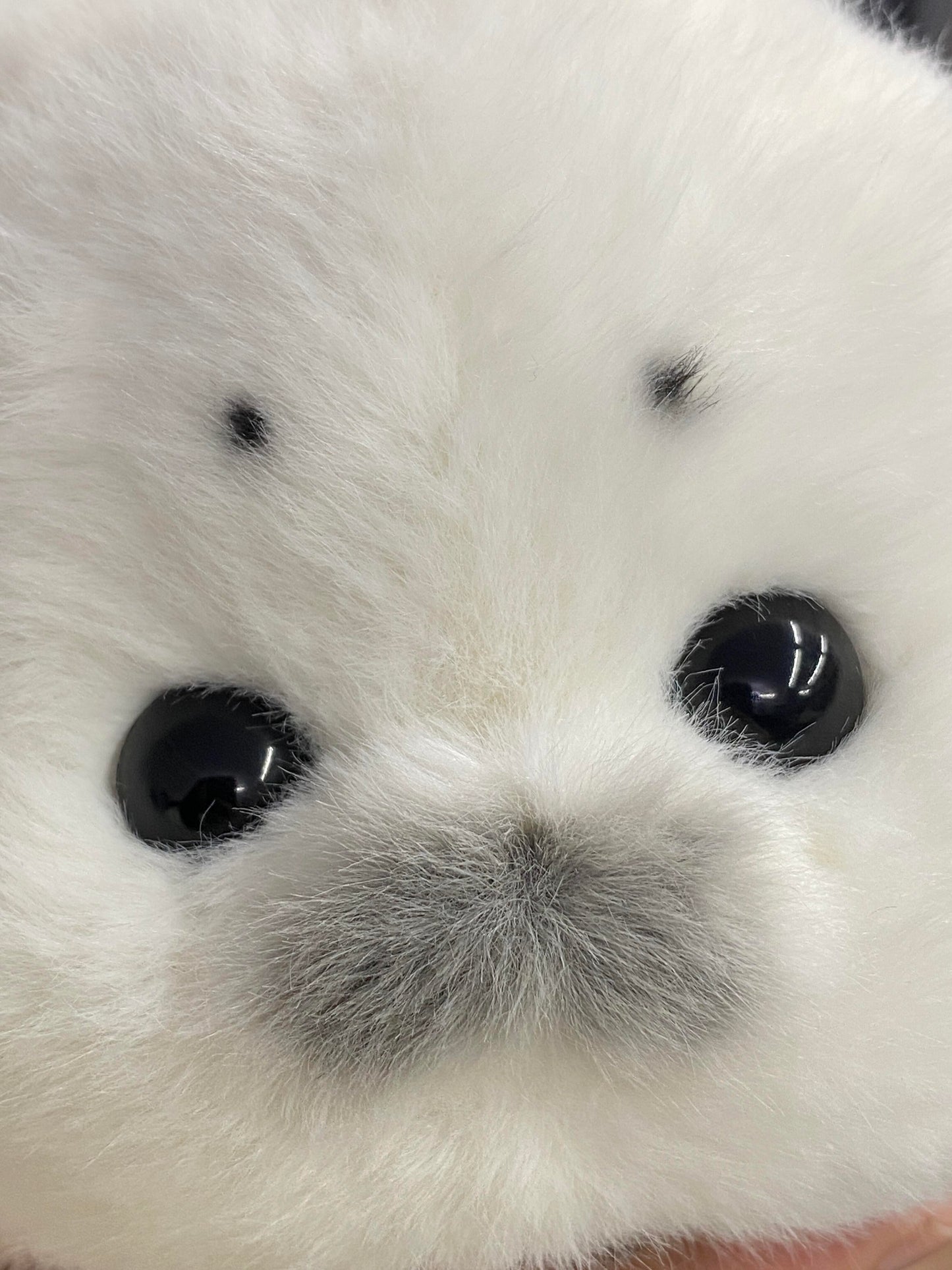 seals🦭