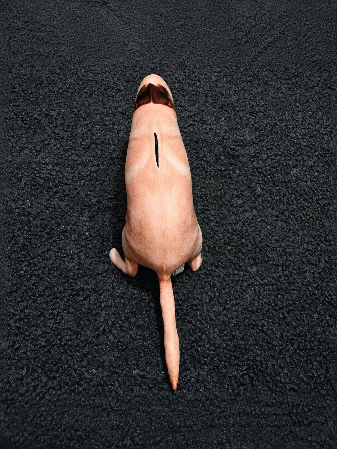 Dog 🐕