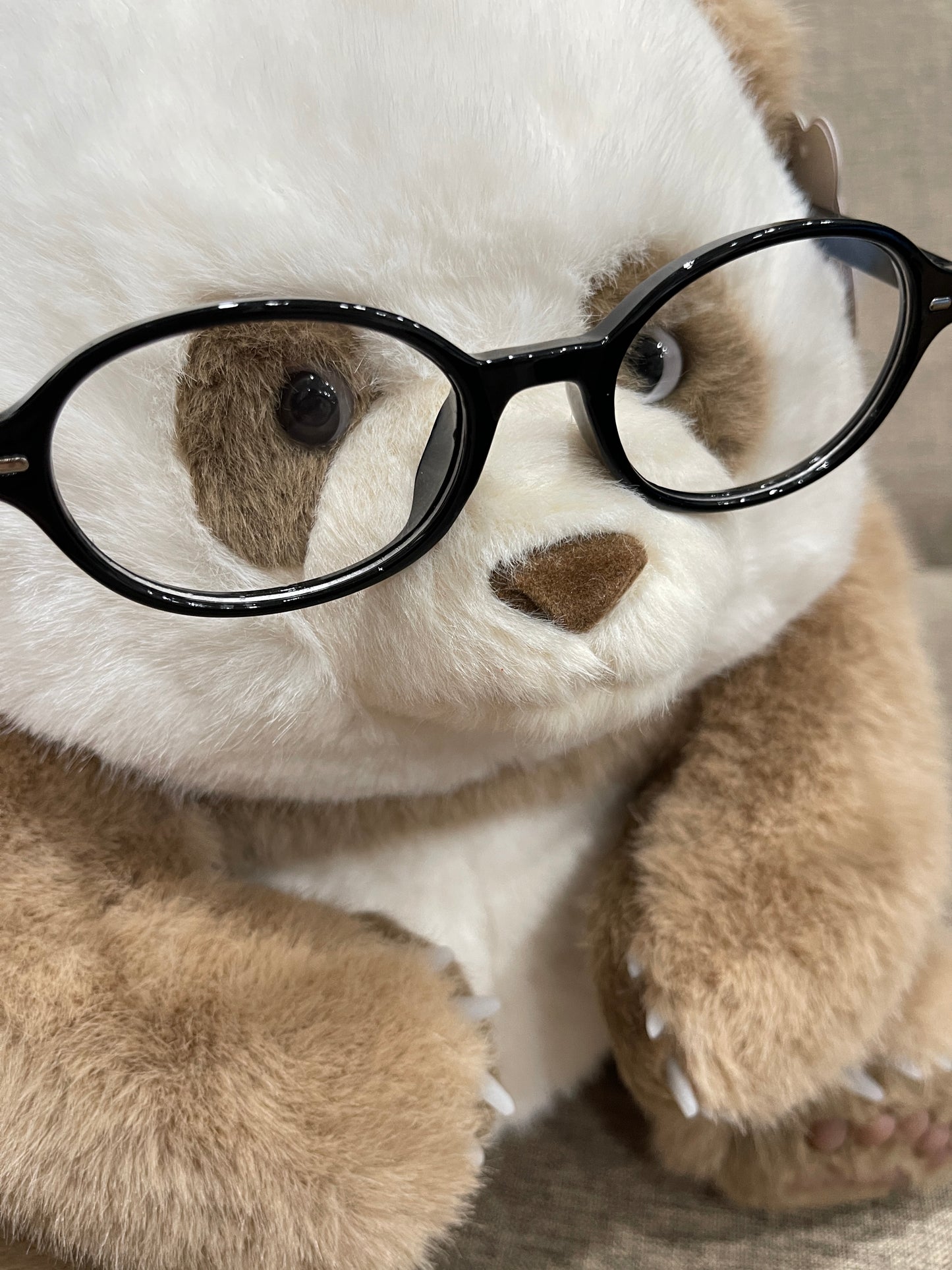 🤎Brown panda 🐼