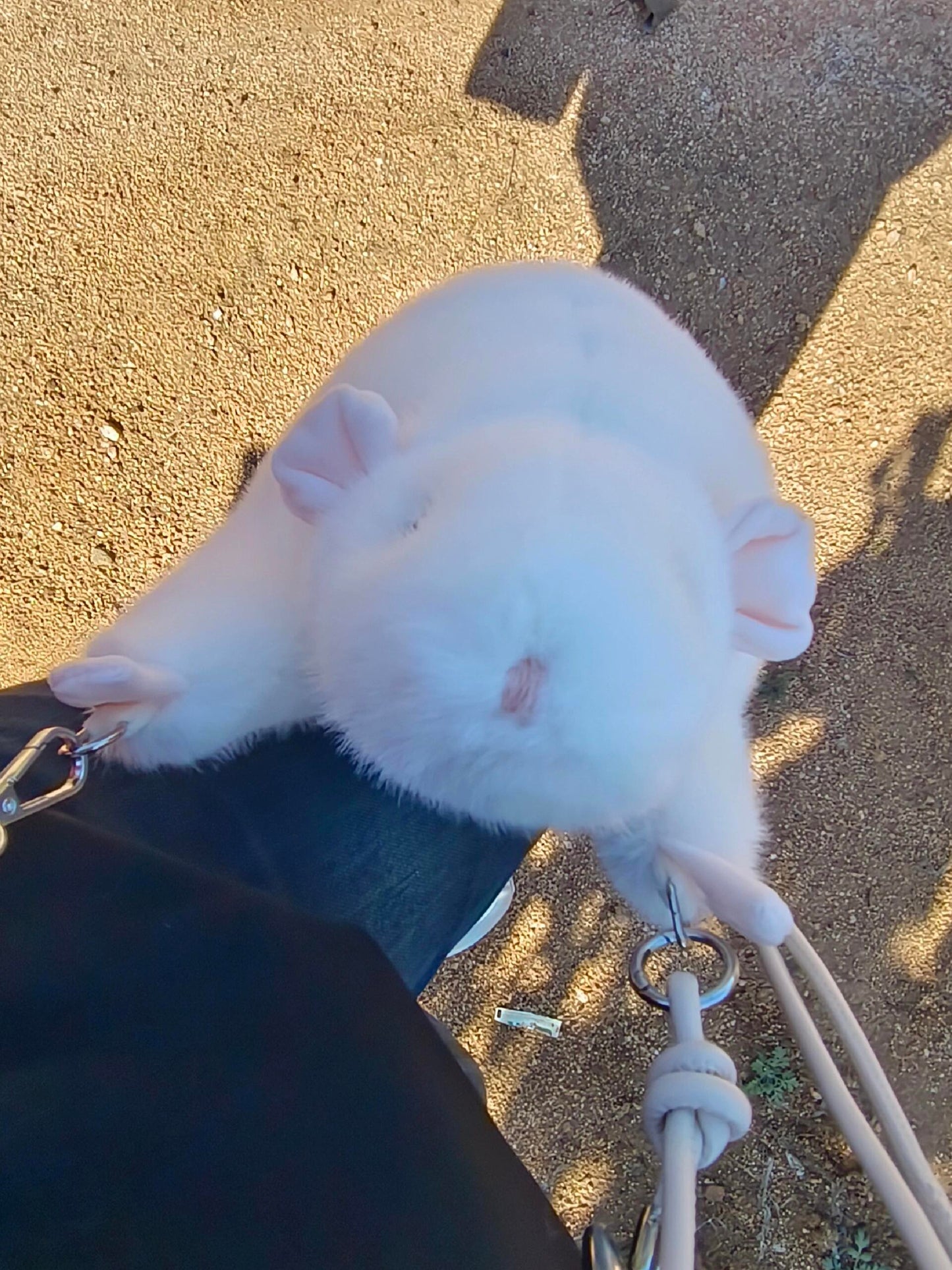 š§ø Soft Fufu Simulated Fancy Rat - A Handcrafted Item