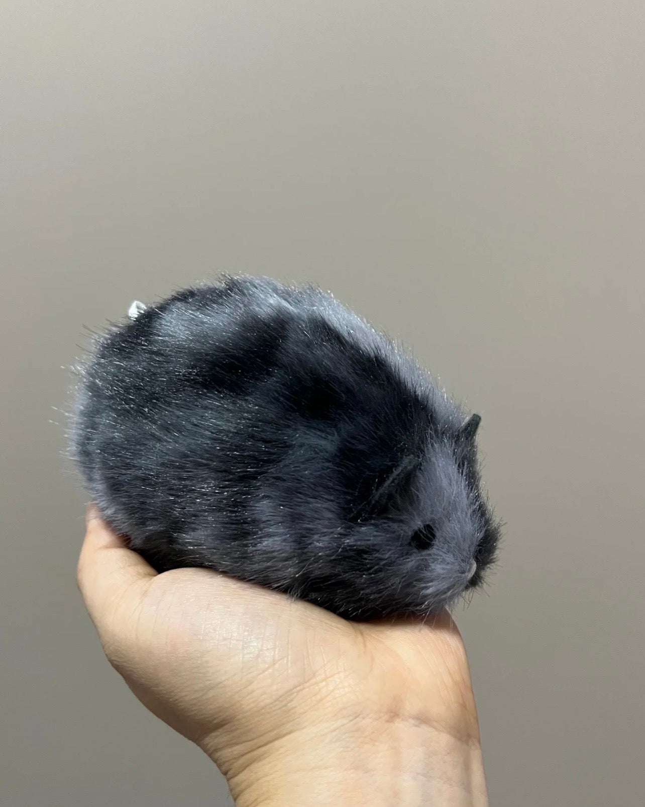 Hamster 🐹🐭