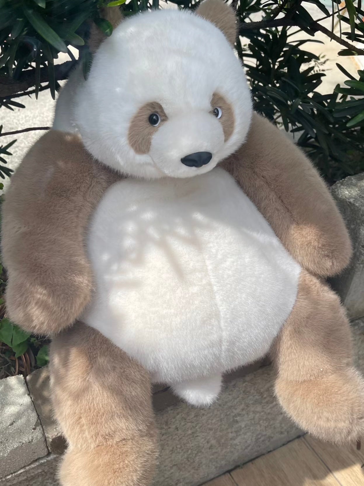 Brown panda π€