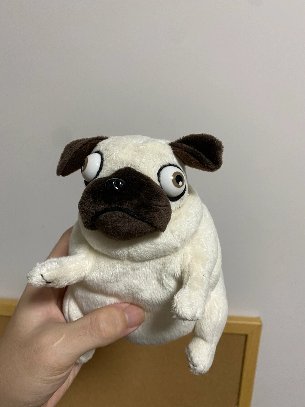 Pug dog