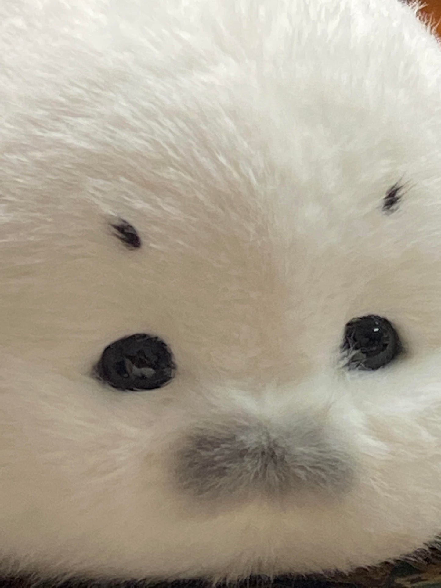 seals🦭