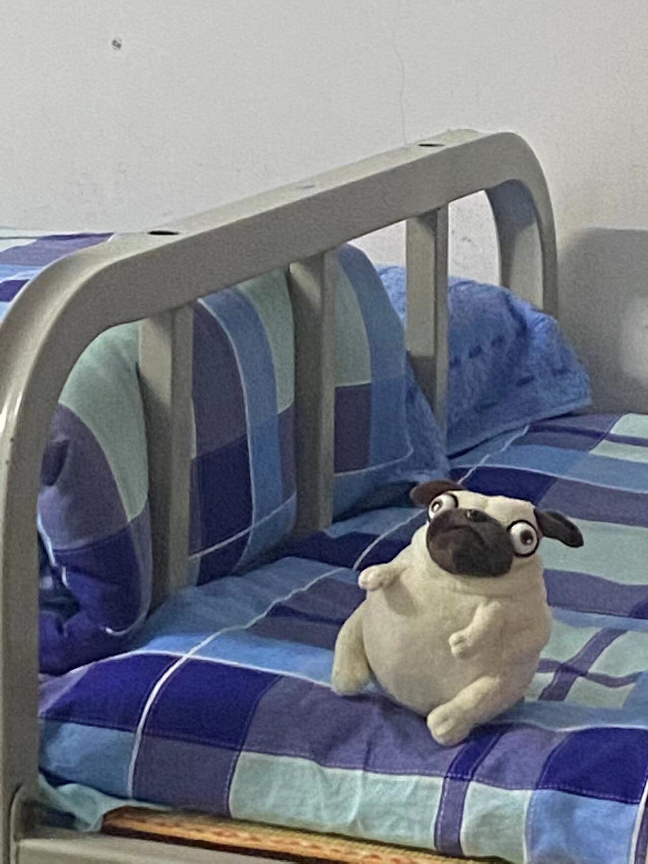 Pug dog