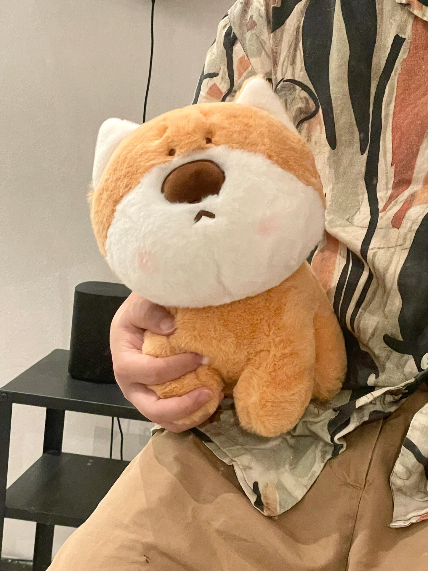 Shiba🧡
