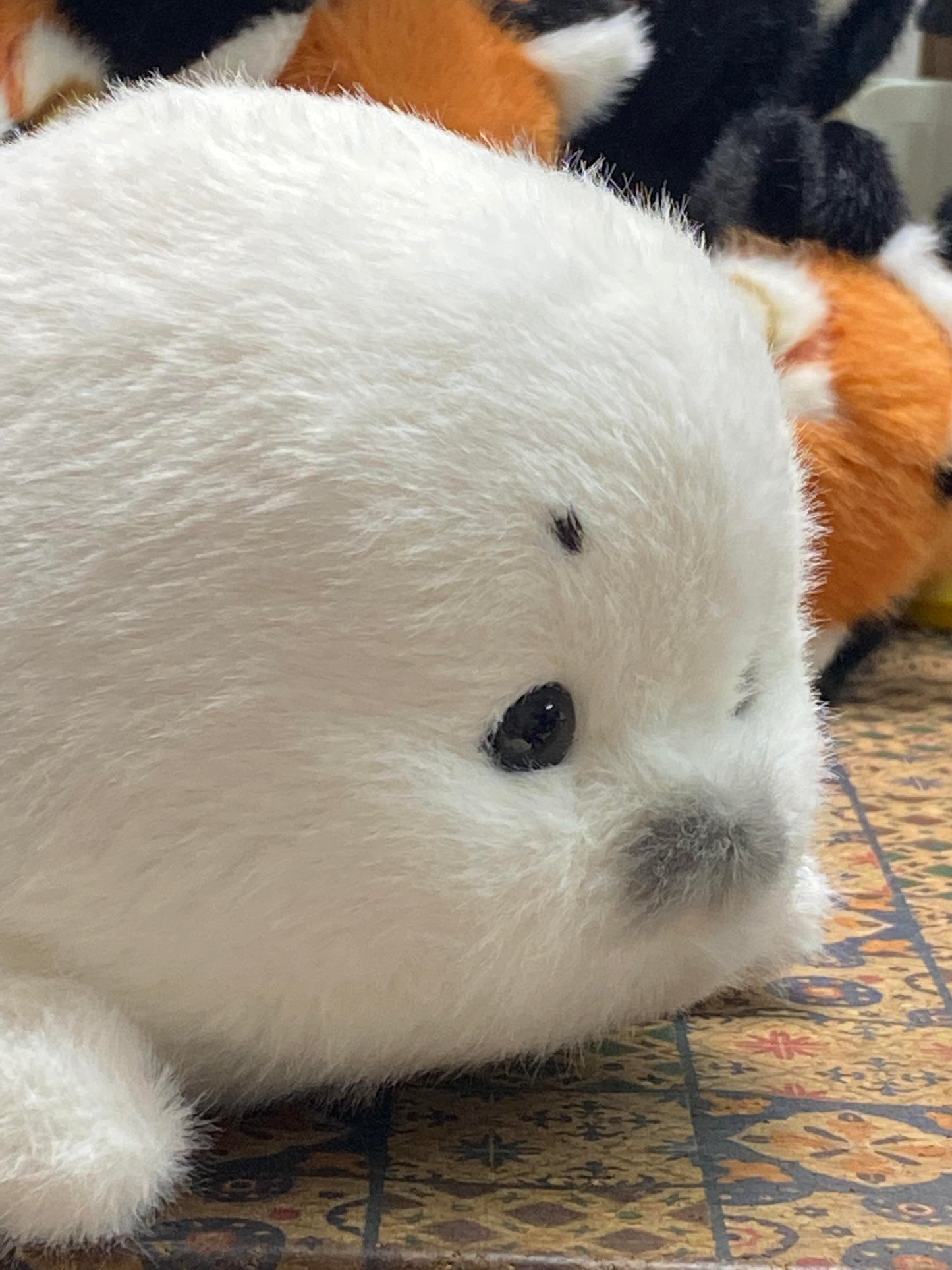seals🦭