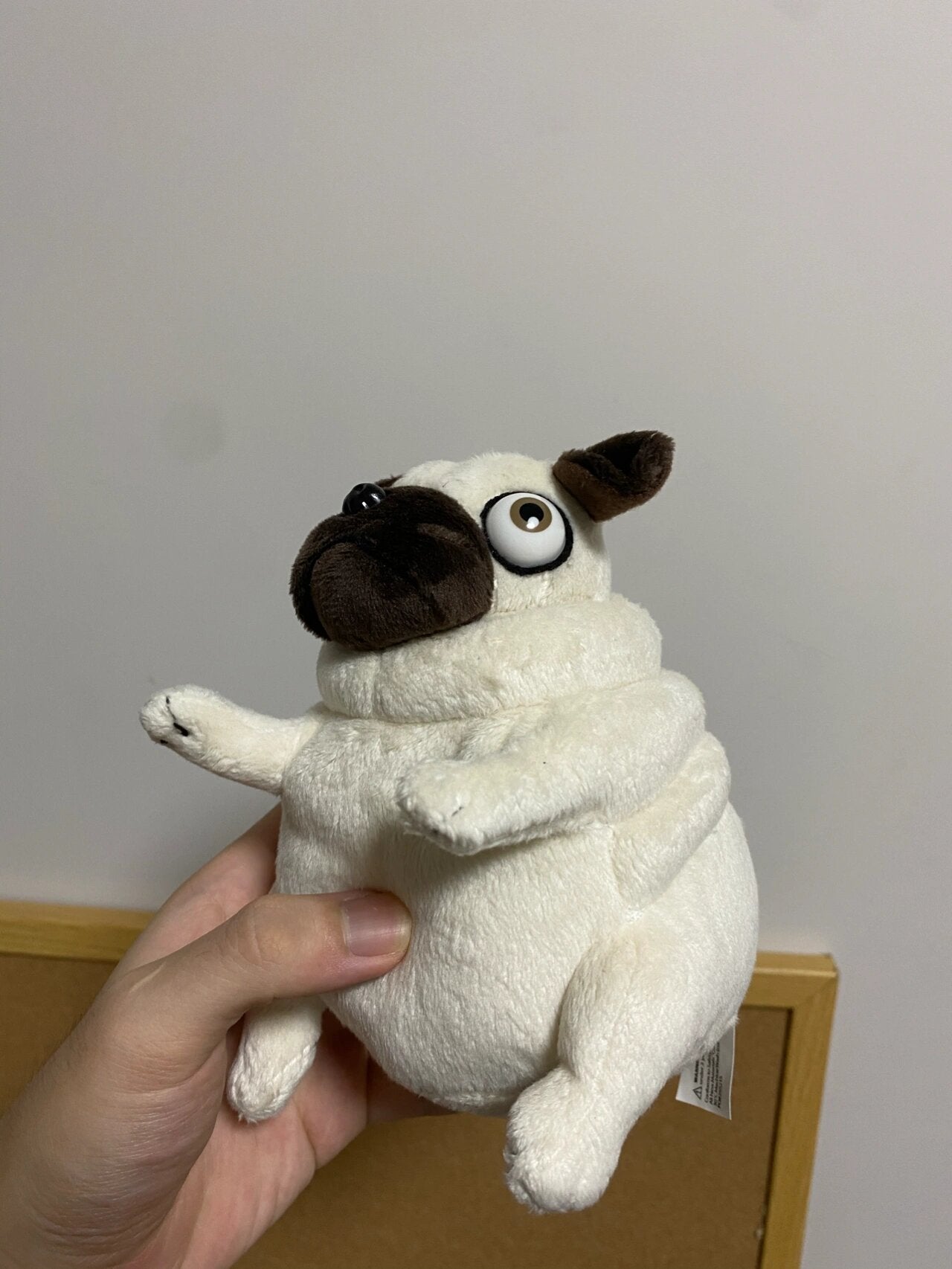 Pug dog