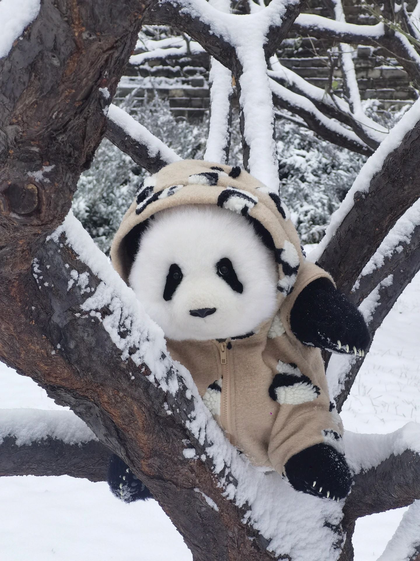 Realistic panda🐼