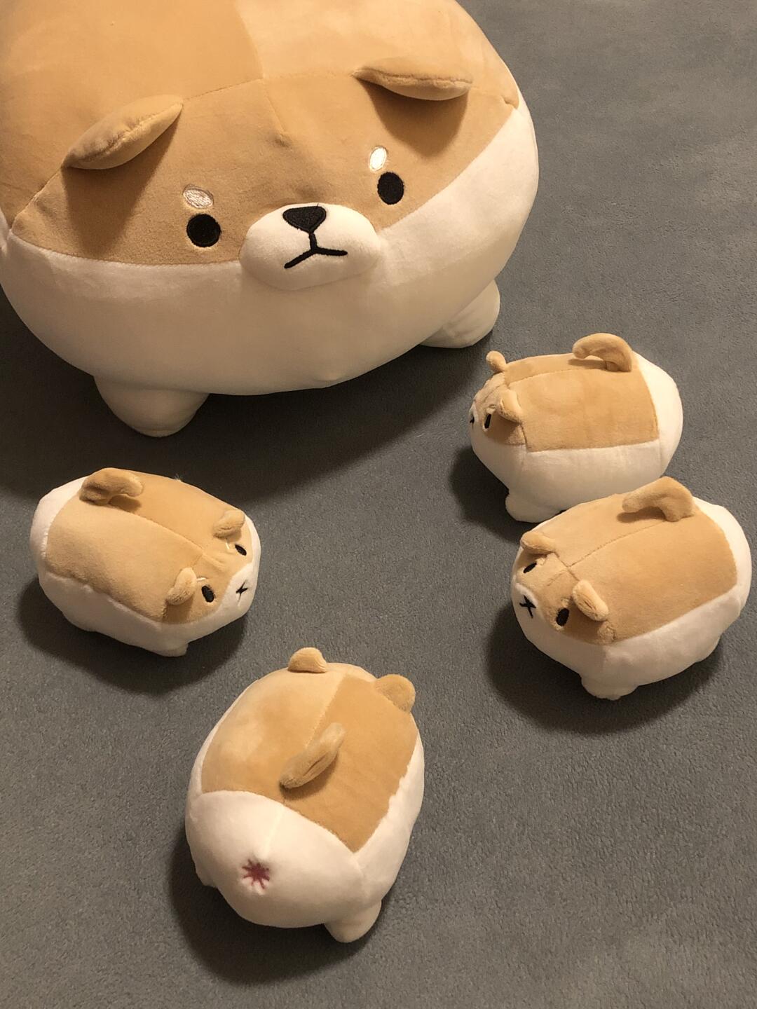 Mother Shiba and her baby