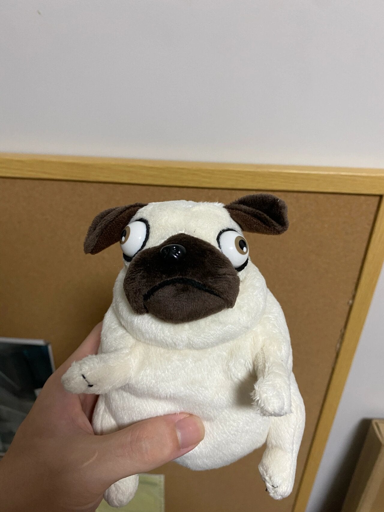 Pug dog