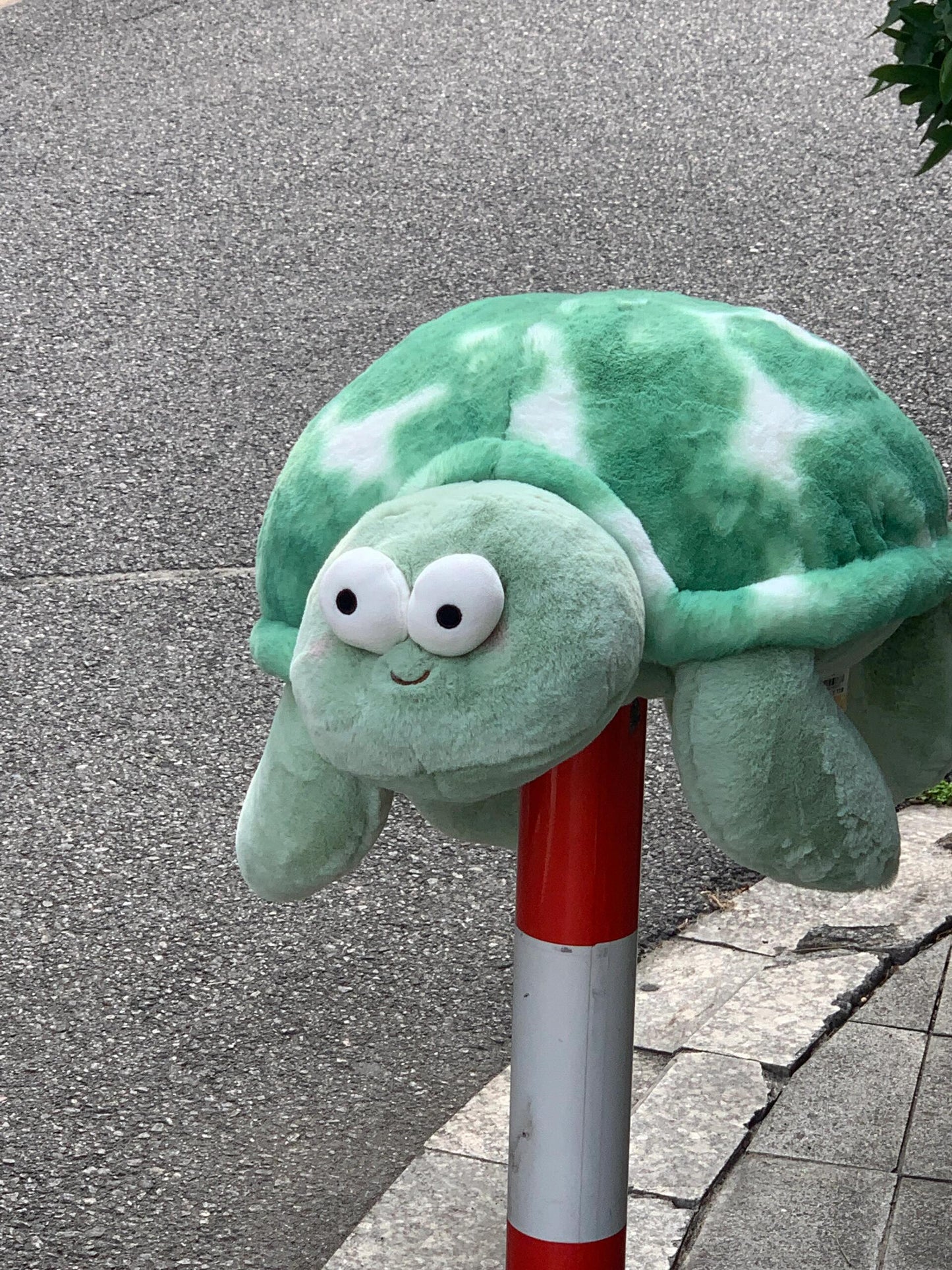 Turtle ๐ข