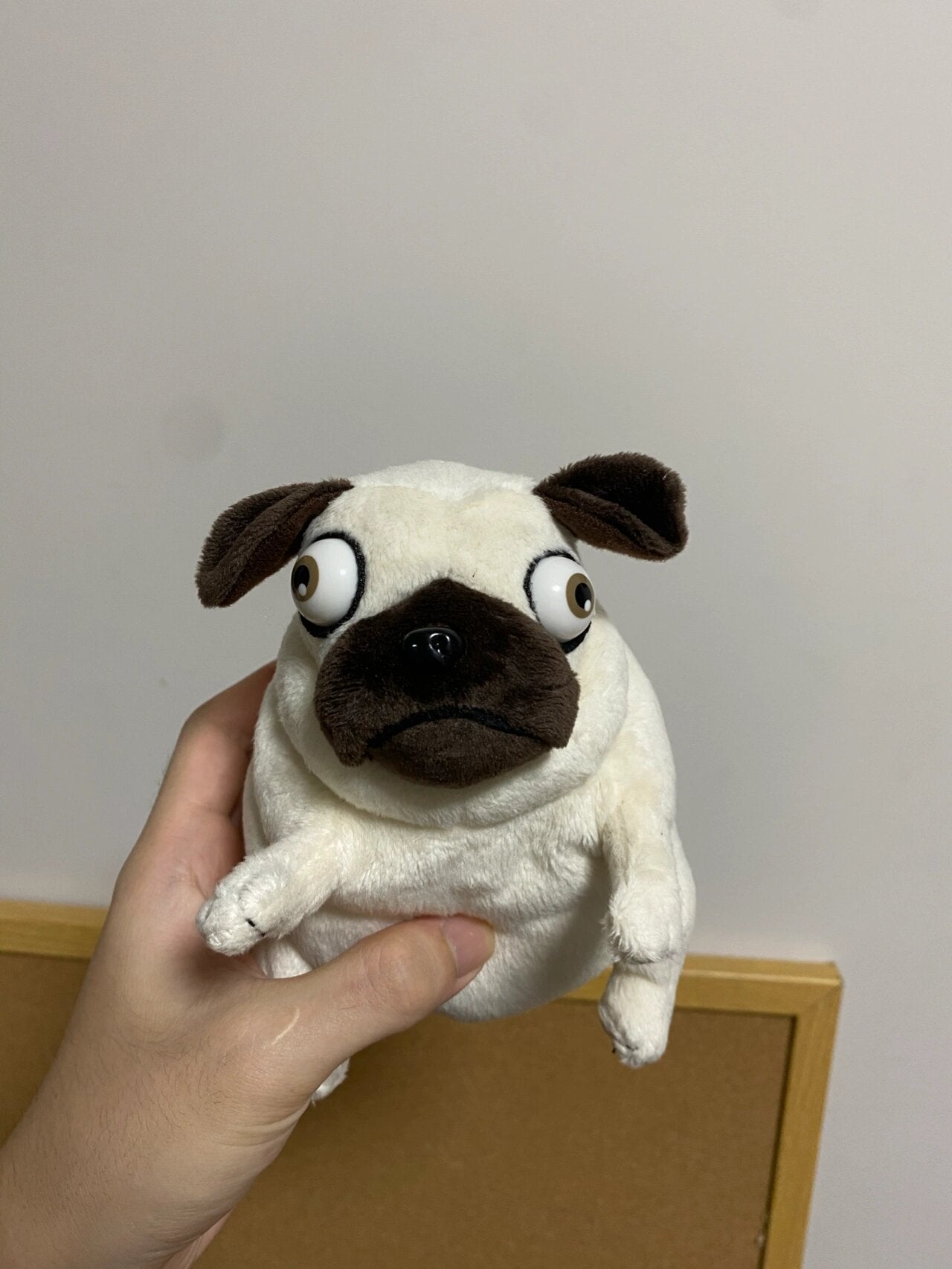 Pug dog