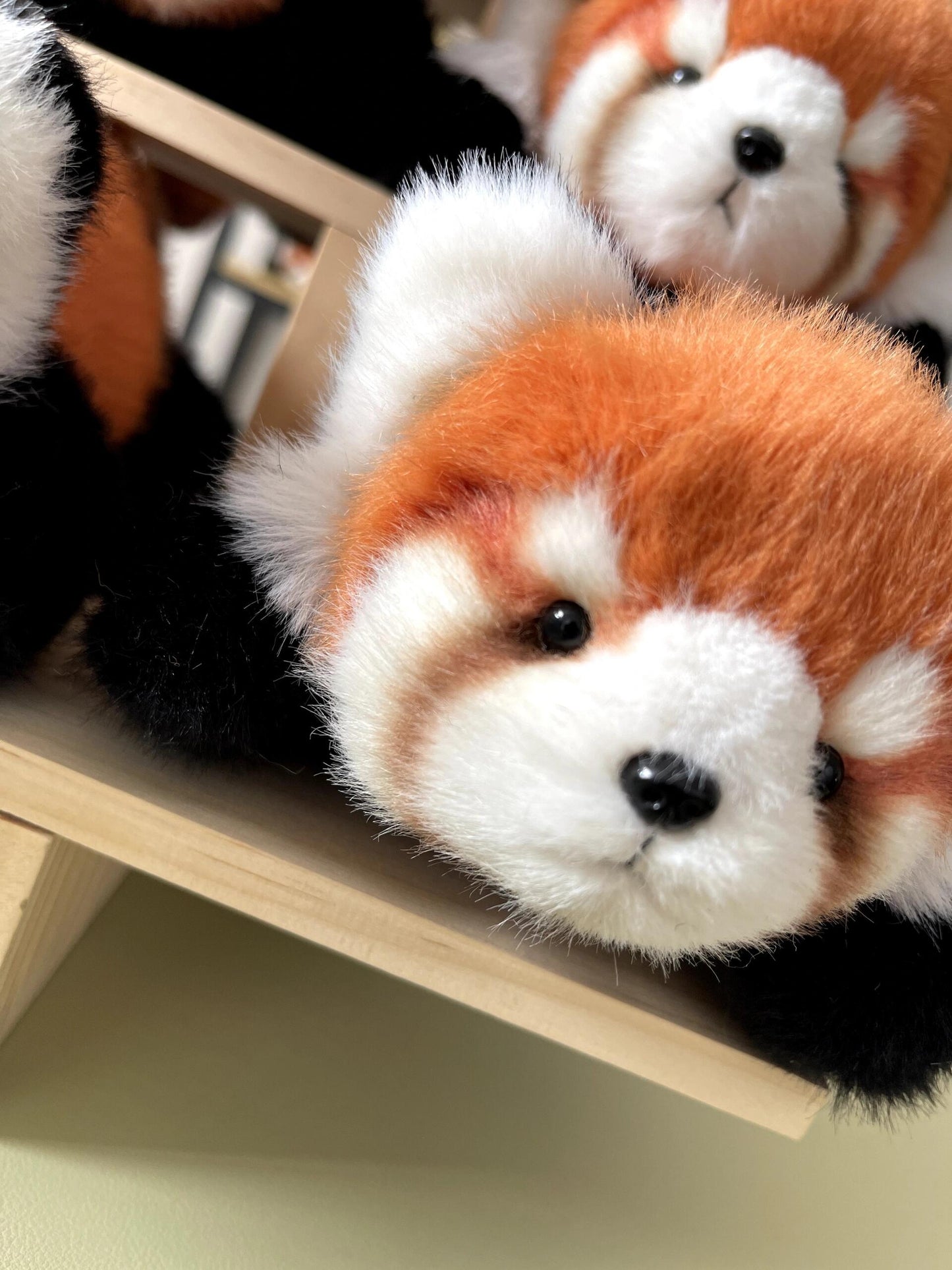 Red panda