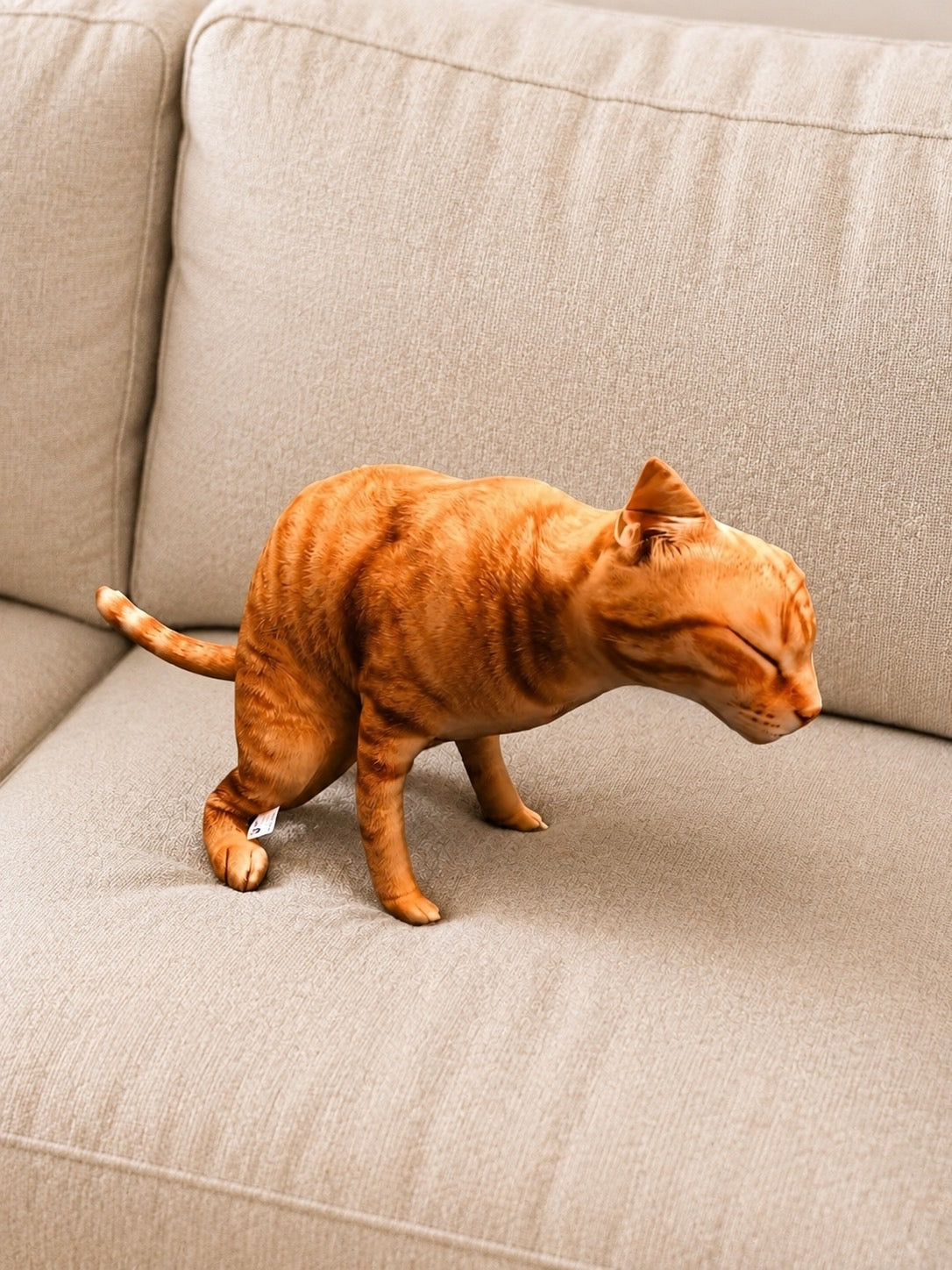 Cat 🐈 🐈