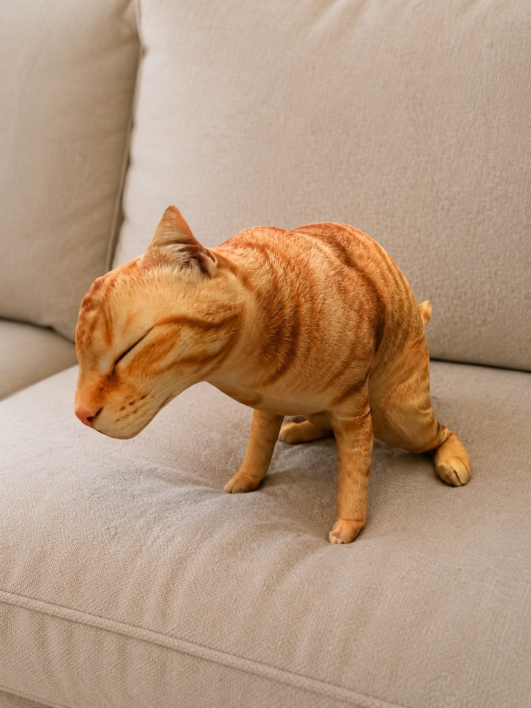 Cat 🐈 🐈