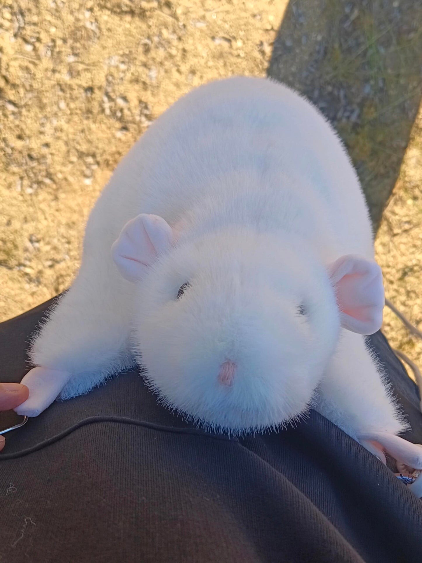 🧸 Soft Fufu Simulated Fancy Rat - A Handcrafted Item
