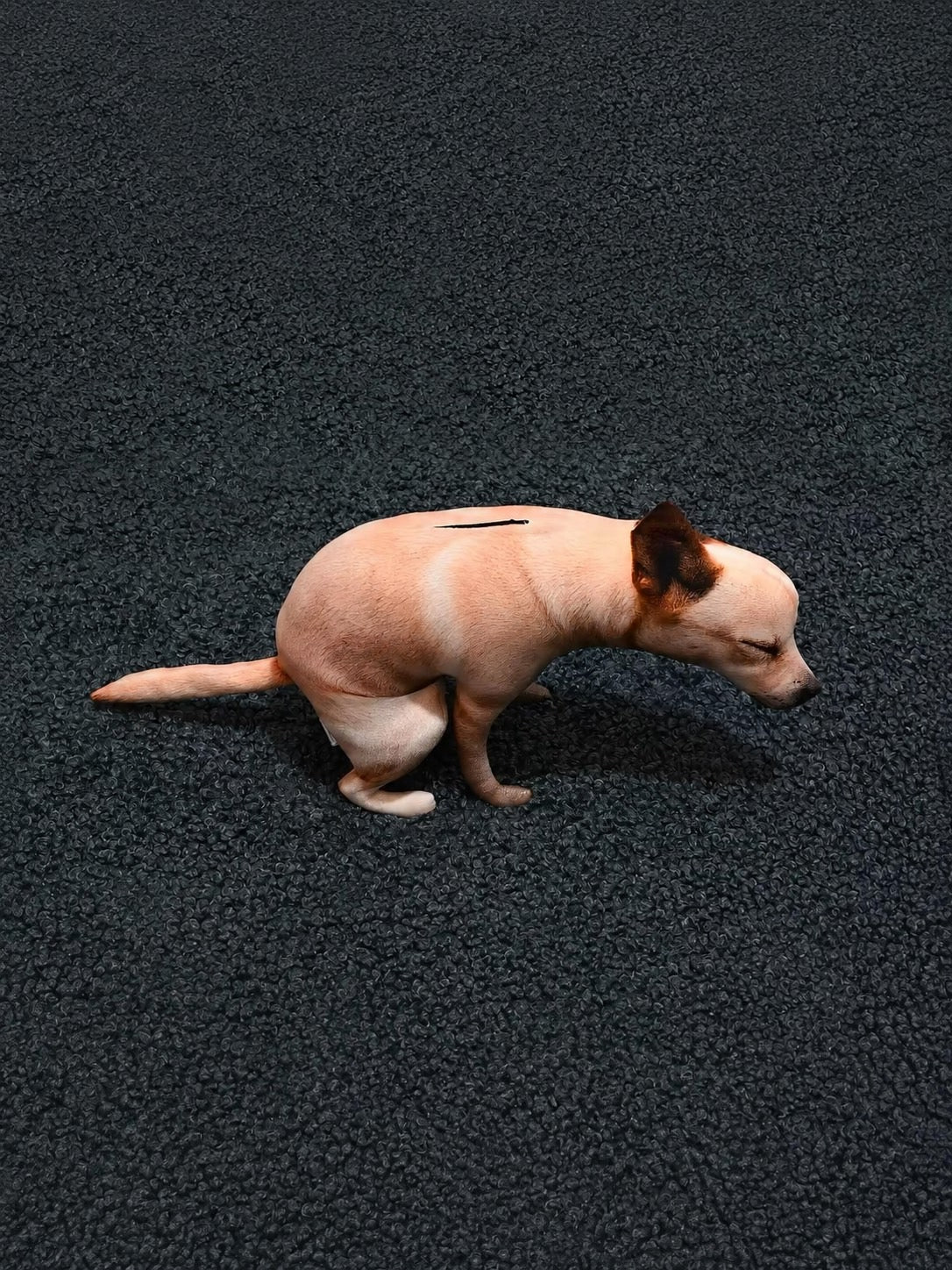 Dog 🐕