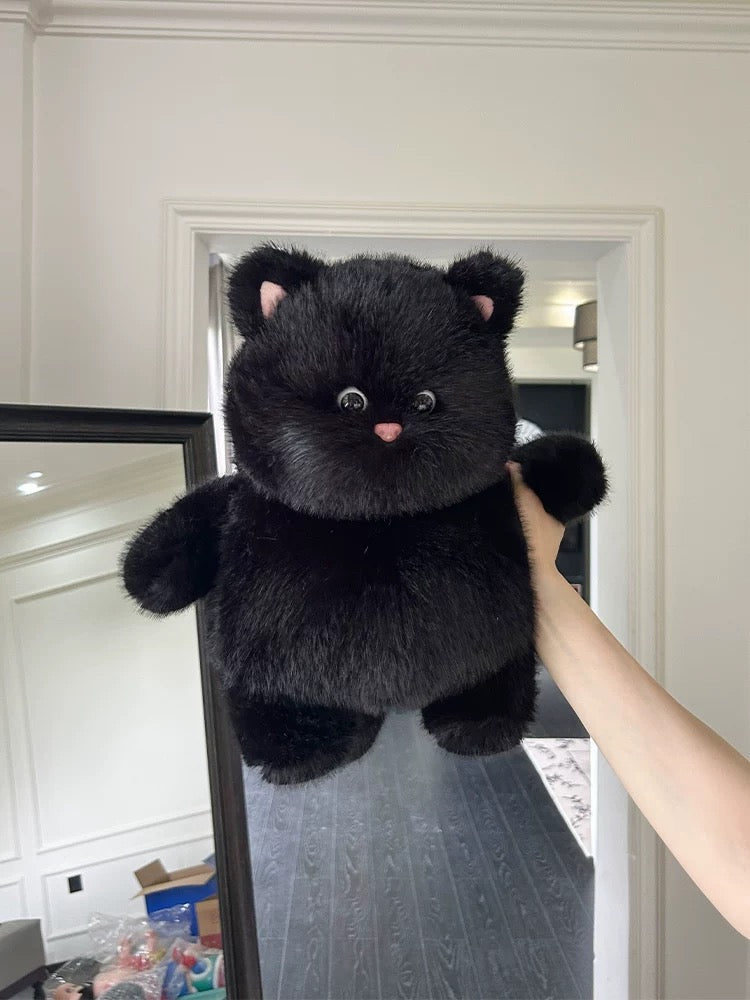 Cat 🐱🐈‍⬛