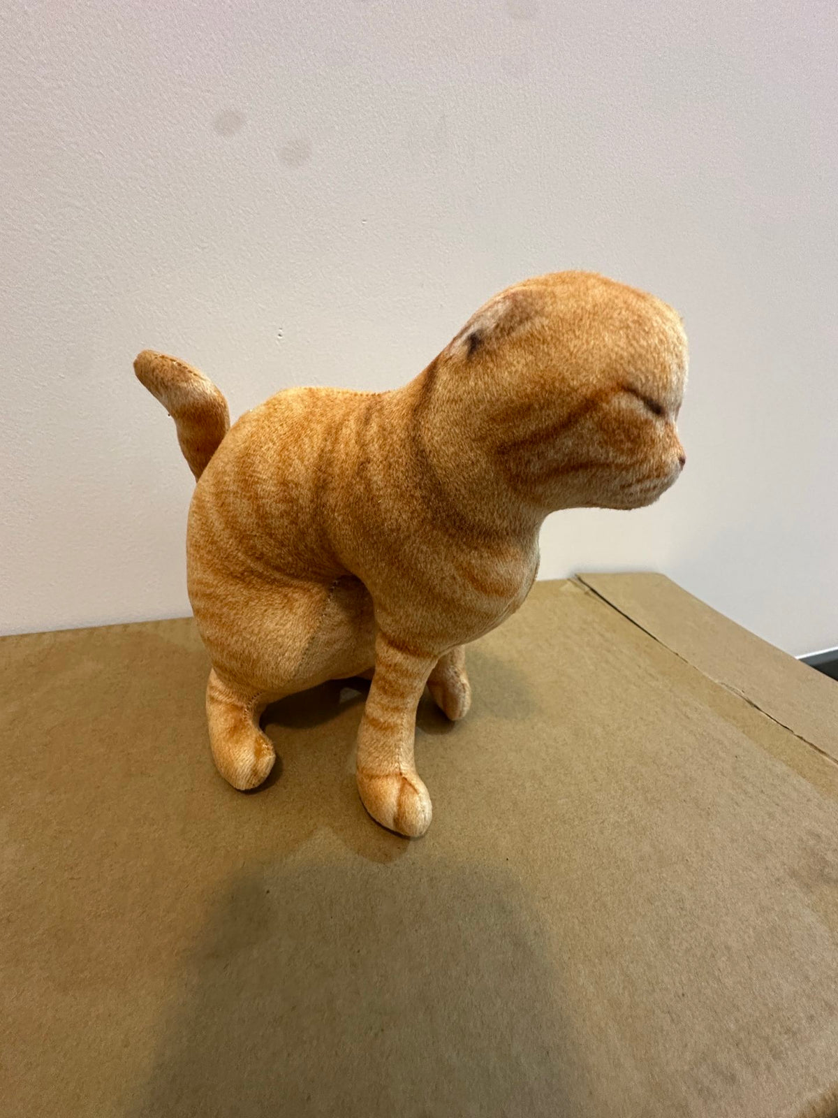 Cat 🐈 💩💩