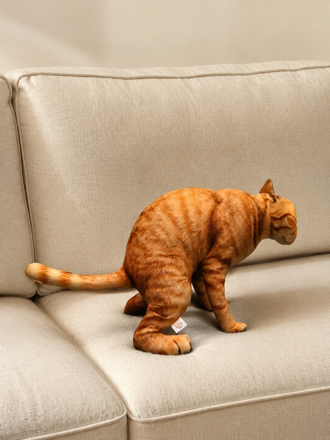 Cat 🐈 🐈