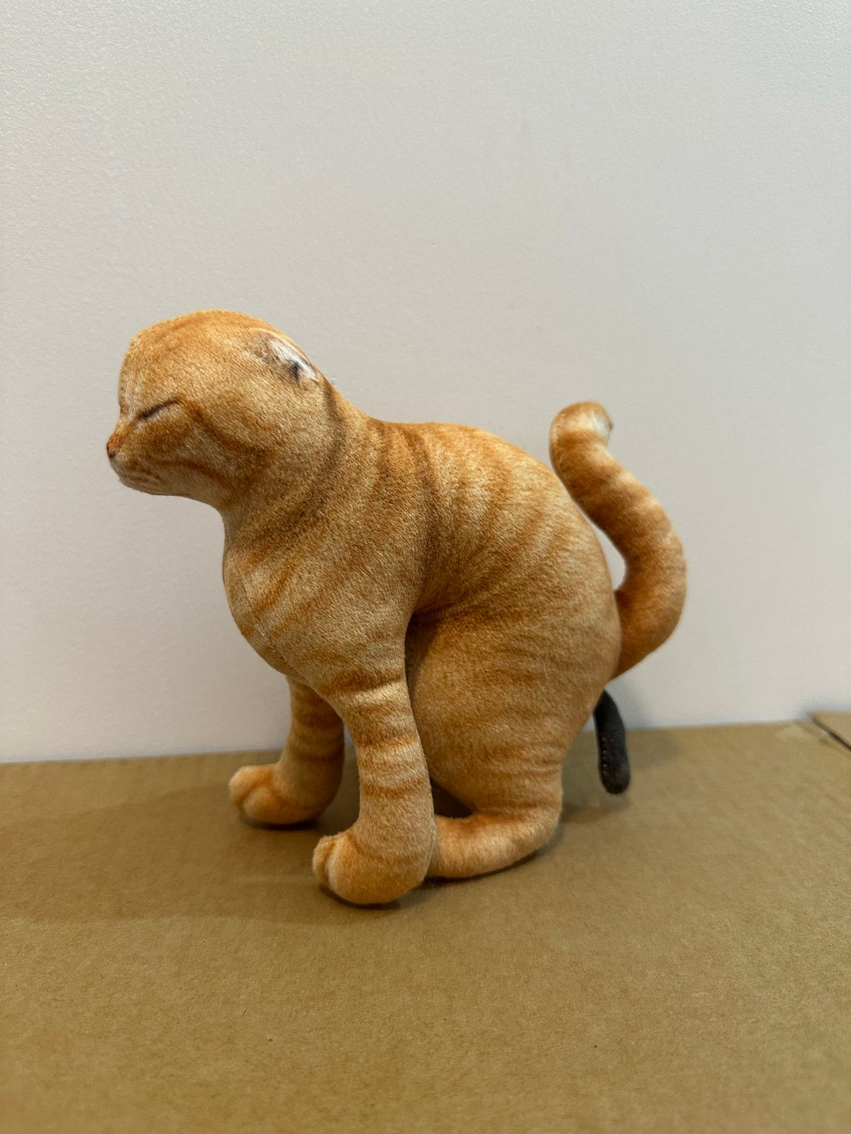 Cat 🐈 💩💩