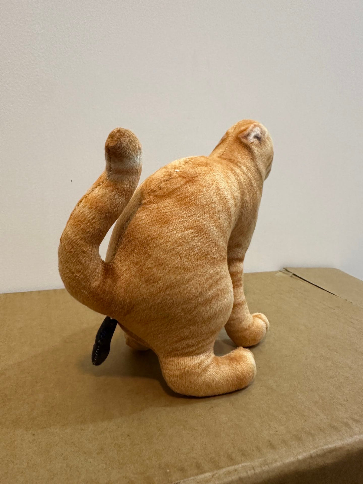Cat 🐈 💩💩