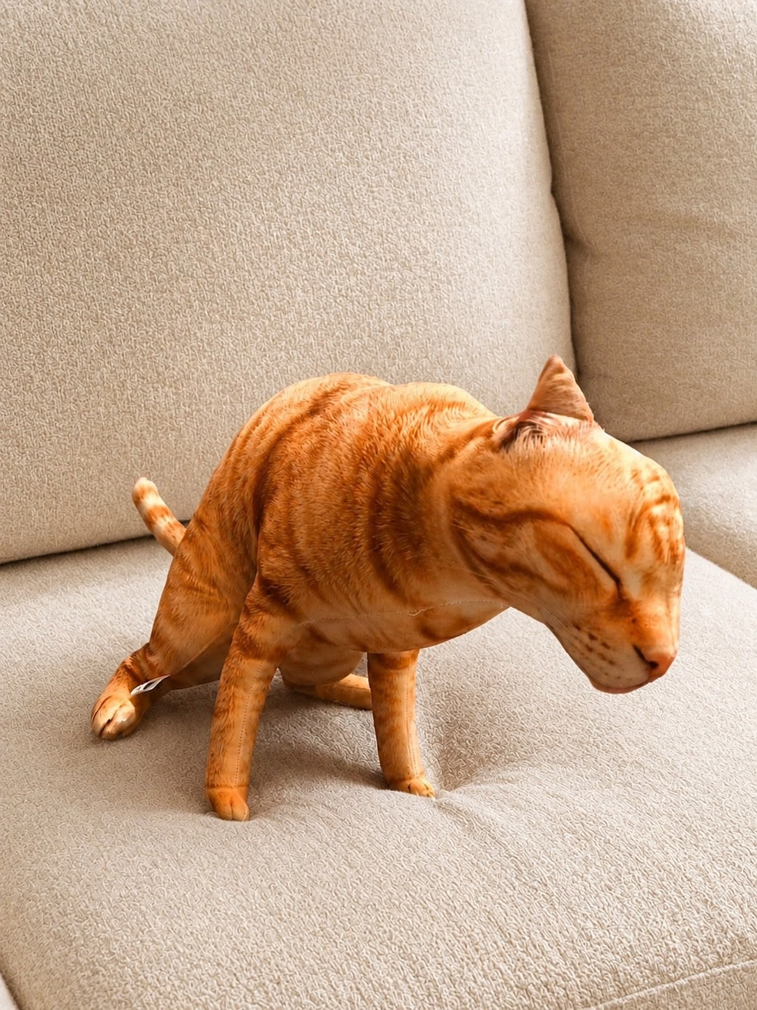 Cat 🐈 🐈