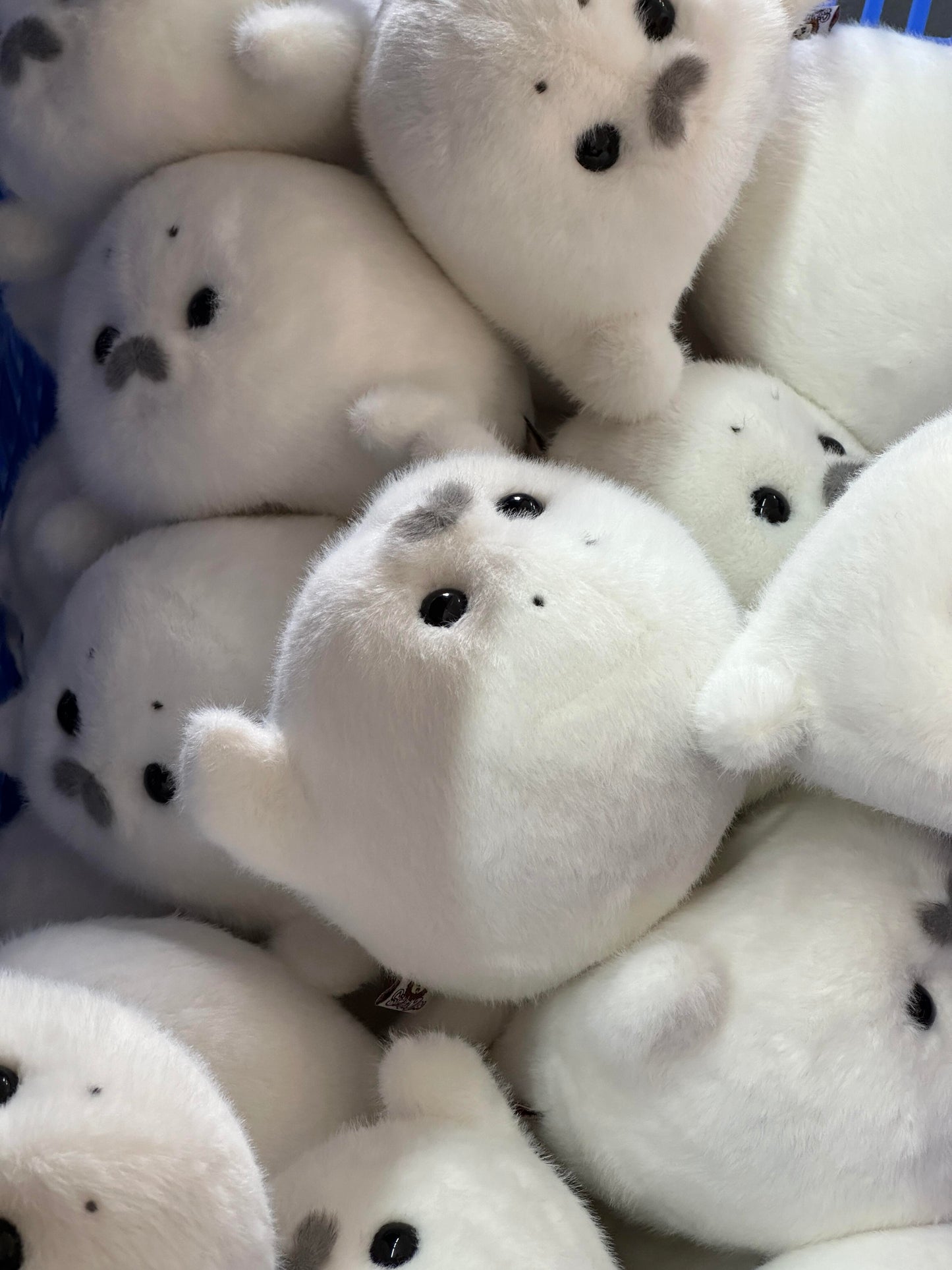 Mini seals🦭